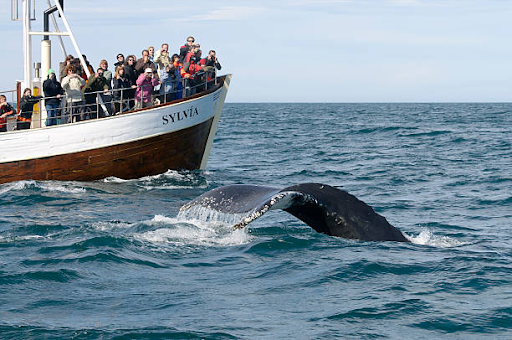 can you see whales in port stephens
