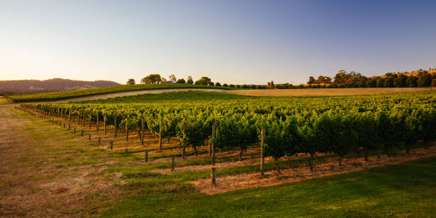 yarra winery tours