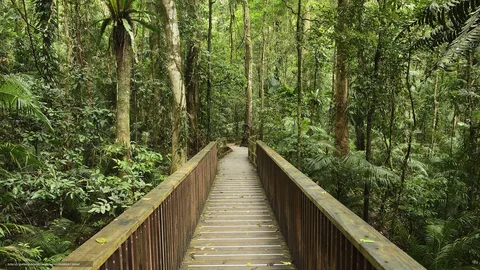 daintree rainforest