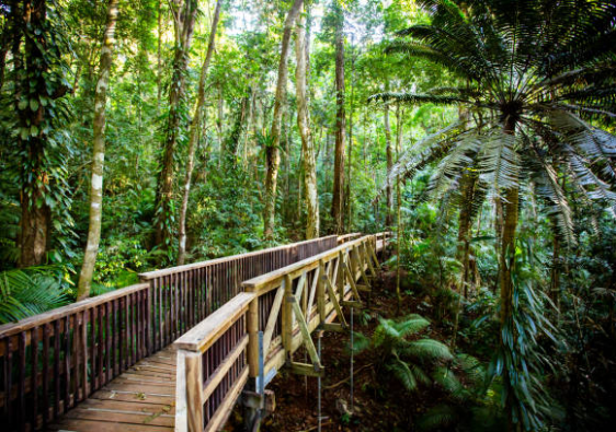 daintree rainforest fact