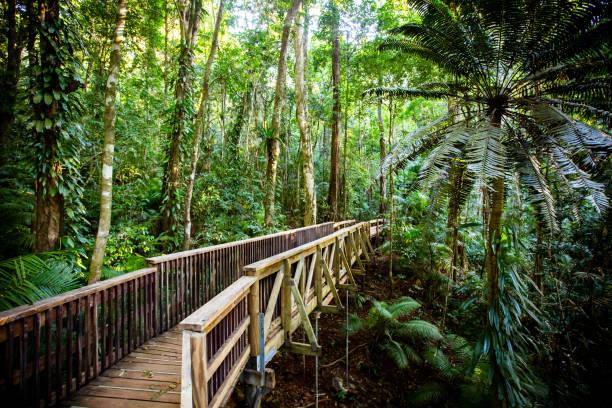daintree rainforest fact