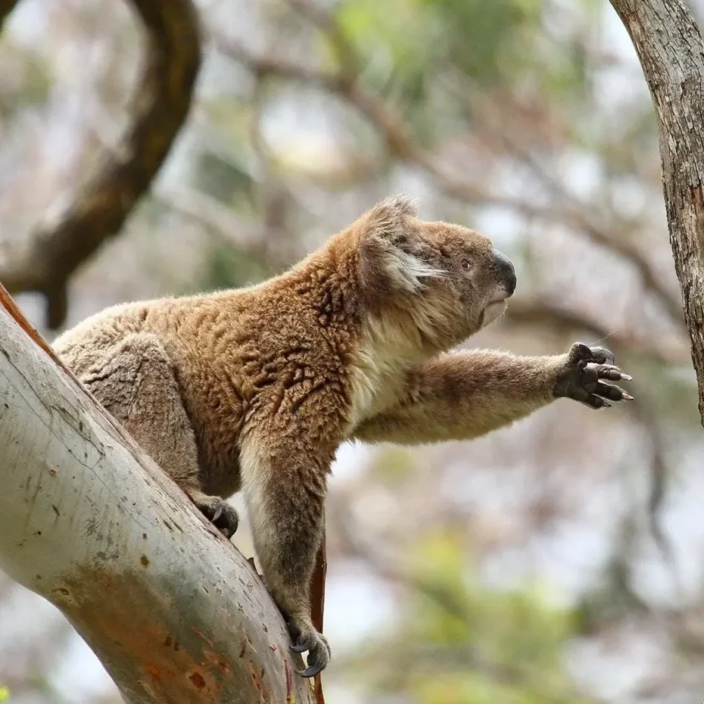 Koala Walk