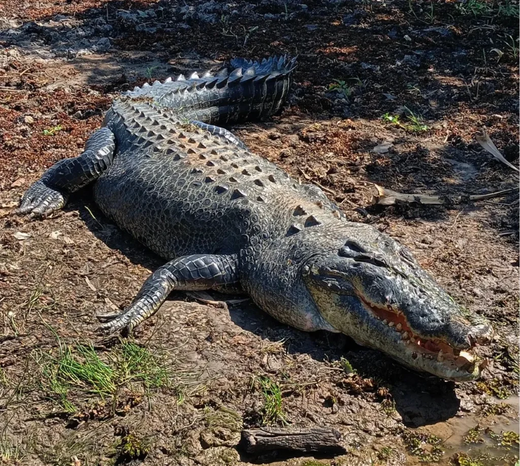 saltwater crocodiles