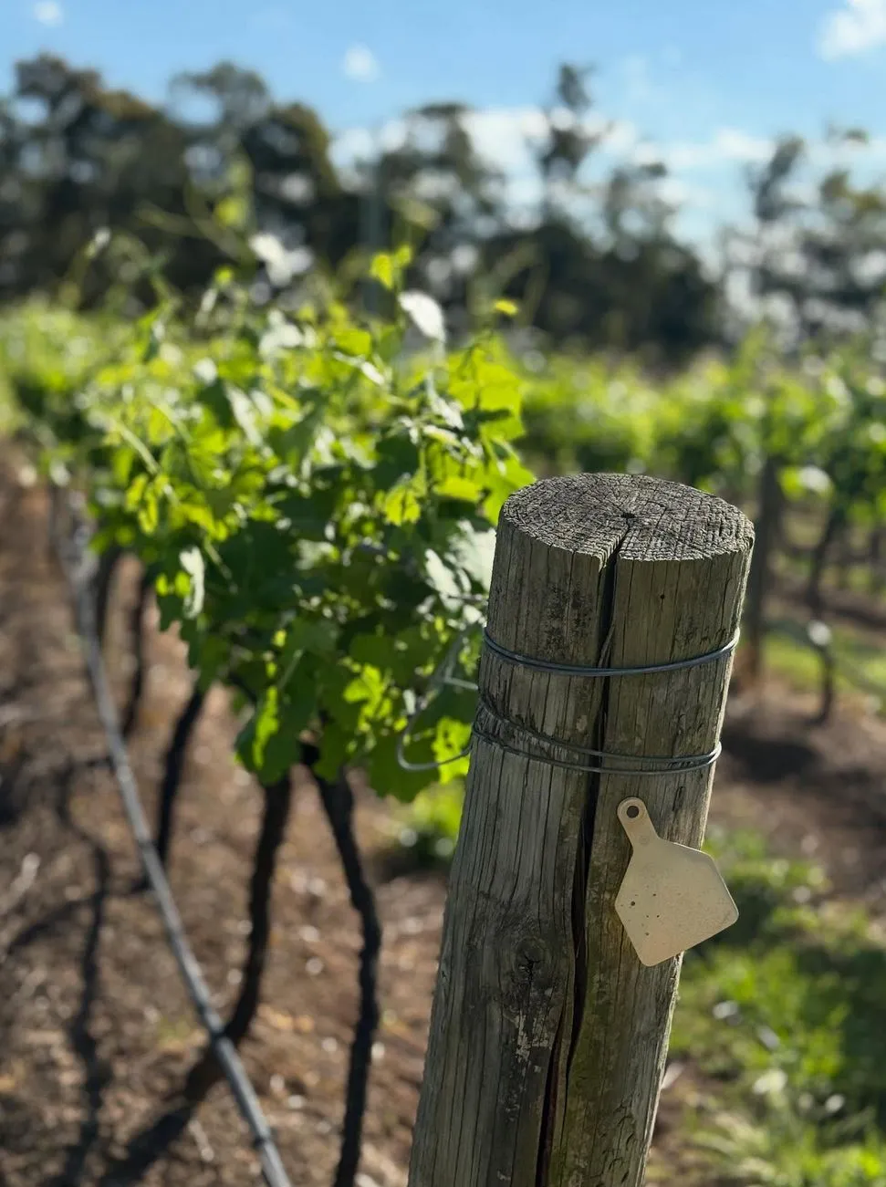 The Beating Heart of the Vineyards